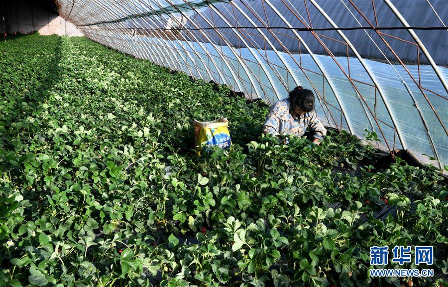 (在習(xí)近平新時(shí)代中國(guó)特色社會(huì)主義思想指引下——新時(shí)代新作為新篇章·習(xí)近平總書(shū)記關(guān)切事·圖文互動(dòng))(3)戰(zhàn)“疫”要?jiǎng)艜r(shí),戰(zhàn)“貧”再加把勁!——中央各部門(mén)助力脫貧攻堅(jiān)很給力