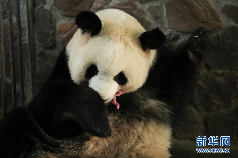 (環(huán)境)(2)2020年全球首對(duì)圈養(yǎng)大熊貓雙胞胎在成都誕生