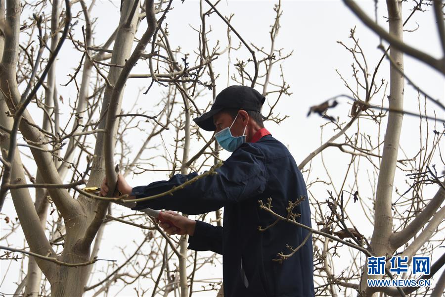 （決戰決勝脫貧攻堅·圖文互動）（2）南疆林果合作社百人技術隊的“核桃雄心”