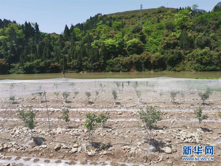 (決戰決勝脫貧攻堅·圖文互動)(3)野奶角又見春天