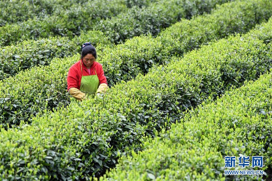 (新華全媒頭條·圖文互動)(13)紅土地上的“綠色減貧”決戰——大別山“將軍縣”金寨脫貧紀實