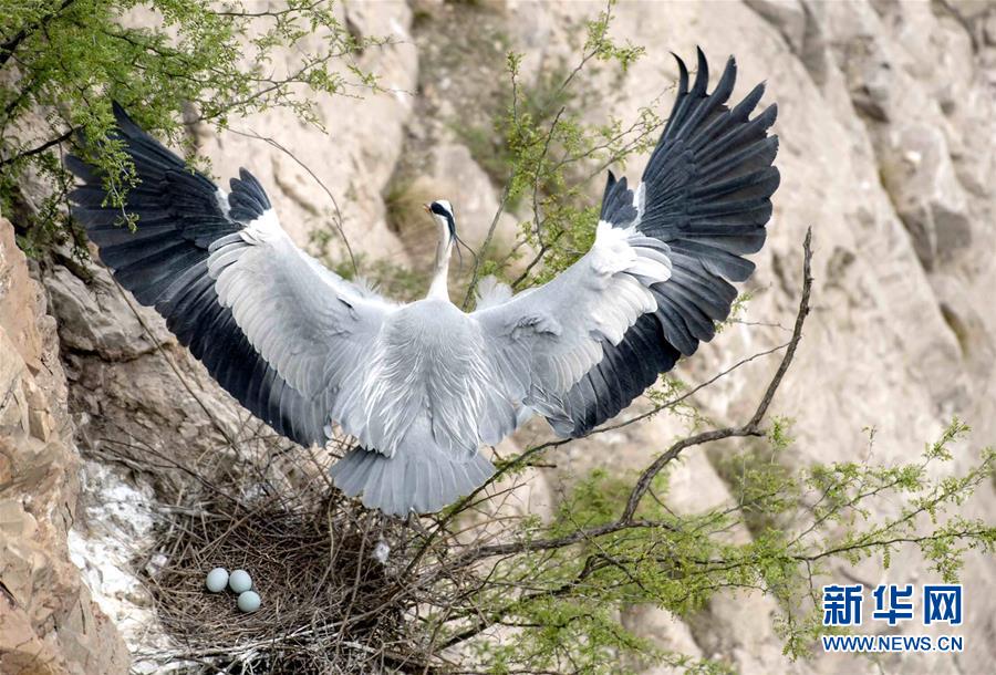(圖文互動(dòng))(4)山西平陸黃河濕地迎來(lái)上千只蒼鷺