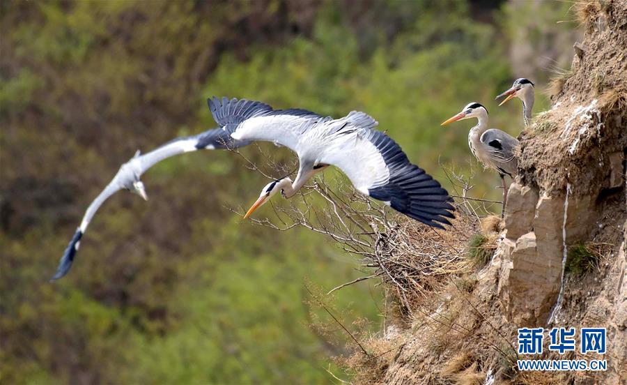 (圖文互動(dòng))(1)山西平陸黃河濕地迎來(lái)上千只蒼鷺