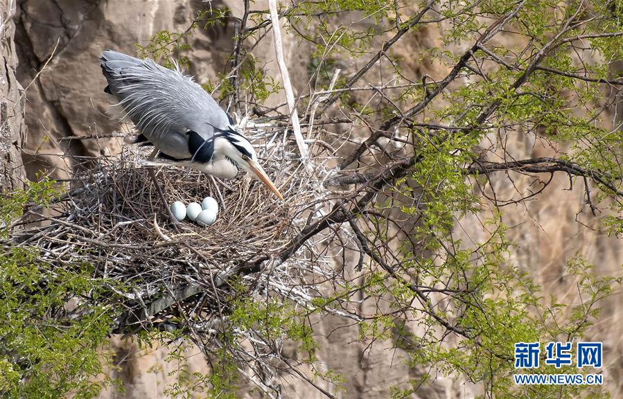 (圖文互動(dòng))(3)山西平陸黃河濕地迎來(lái)上千只蒼鷺