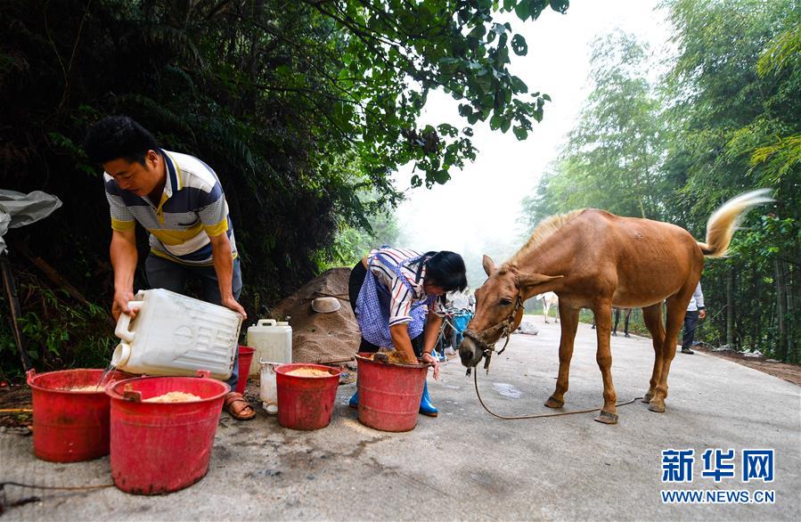 （決戰決勝脫貧攻堅·圖文互動）（4）老余賣騾子