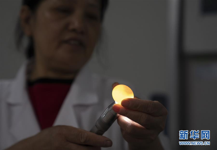 (決戰(zhàn)決勝脫貧攻堅·圖文互動)(2)小鴿子帶來大希望——河北阜平硒鴿產(chǎn)業(yè)“飛翔”記