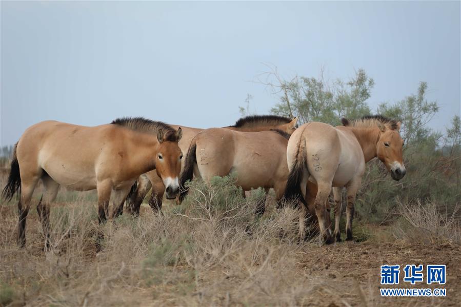 (圖文互動)(2)新疆為普氏野馬瘦身強體