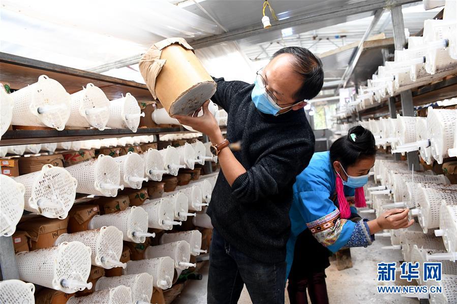 (決戰決勝脫貧攻堅·圖文互動)(2)“小蜂王”的大夢想