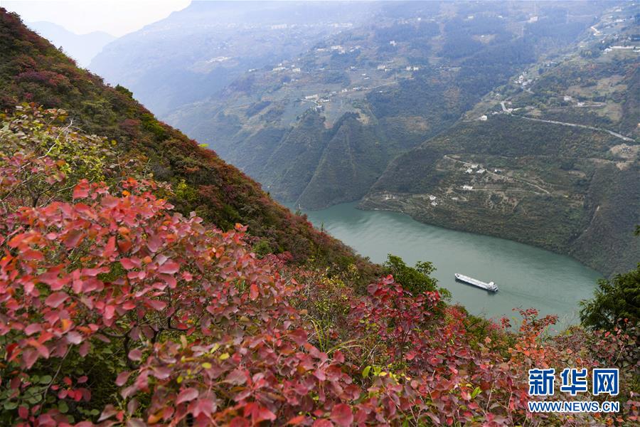 (新華全媒頭條·圖文互動)(12)待到滿山紅葉時——三峽重慶庫區踐行新發展理念面面觀