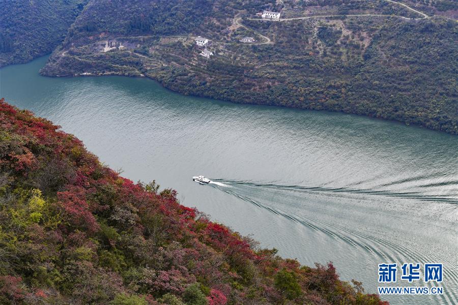 (新華全媒頭條·圖文互動)(14)待到滿山紅葉時——三峽重慶庫區踐行新發展理念面面觀