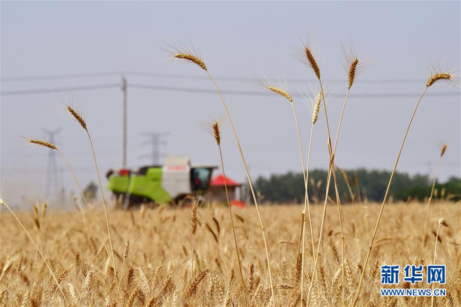 (新華全媒頭條·圖文互動)(3)庚子之豐——2020年河南夏糧豐收圖景
