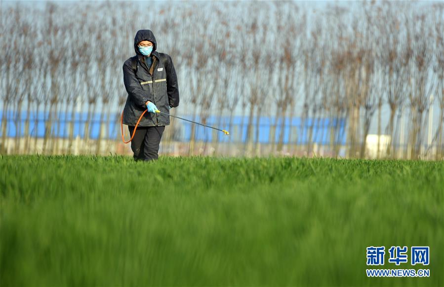 (新華全媒頭條·圖文互動)(7)庚子之豐——2020年河南夏糧豐收圖景