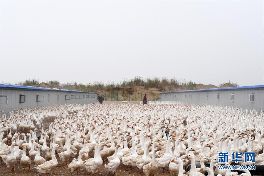 (決戰決勝脫貧攻堅·聚焦三區三州·圖文互動)(2)號角聲里看于田——來自庫爾班大叔故鄉的脫貧報告