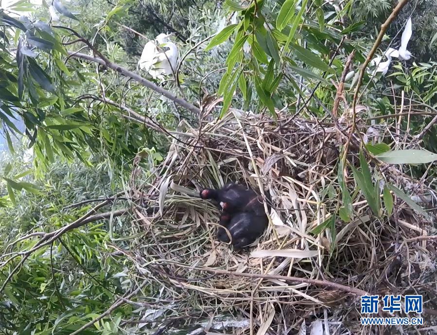 (圖文互動)(2)云南大理首次記錄到珍稀物種彩鹮自然繁殖