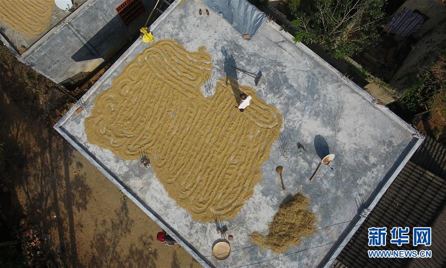 (走向我們的小康生活·圖文互動)(3)黎苗山鄉種養“老行當”擦亮“綠色牌”