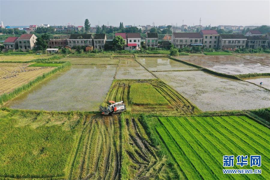 (防汛抗洪·圖文互動)(1)洞庭湖畔打響糧食保衛戰