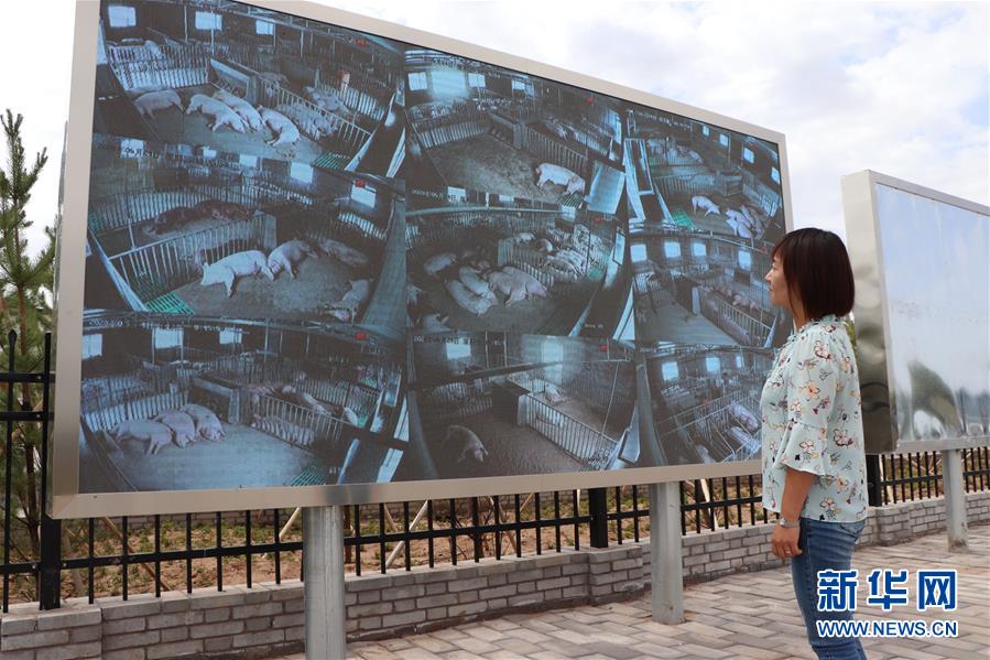 (鄉村振興·圖文互動)(3)內蒙古伊金霍洛旗:自家生豬基地養 環境好來收入旺