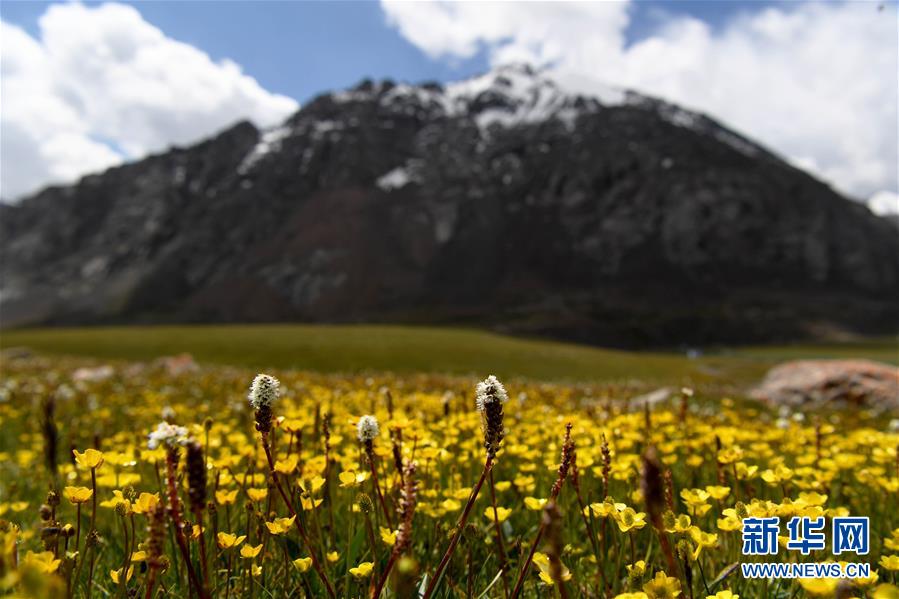 (圖文互動(dòng))(1)天山一號(hào)冰川保護(hù)區(qū)成為野生動(dòng)物天堂