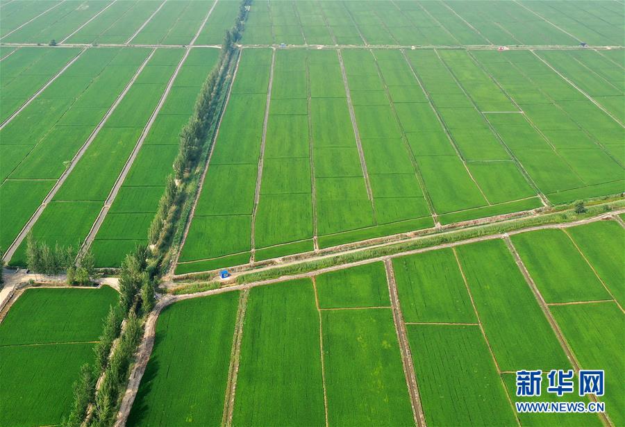 (新華全媒頭條·走向我們的小康生活·圖文互動(dòng))(6)“南大荒”變“稻蟹鄉(xiāng)”——資源枯竭型城市盤(pán)錦的鄉(xiāng)村振興之路