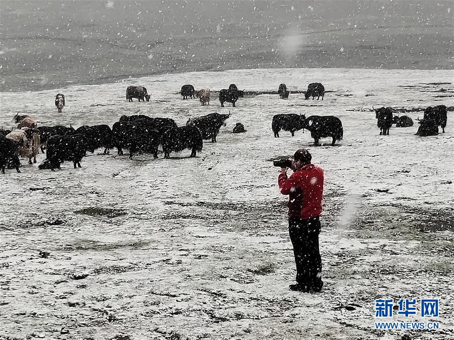 (新時(shí)代擔(dān)當(dāng)作為典型·圖文互動(dòng))(3)草地生態(tài)專家趙新全:情深不舍三江源