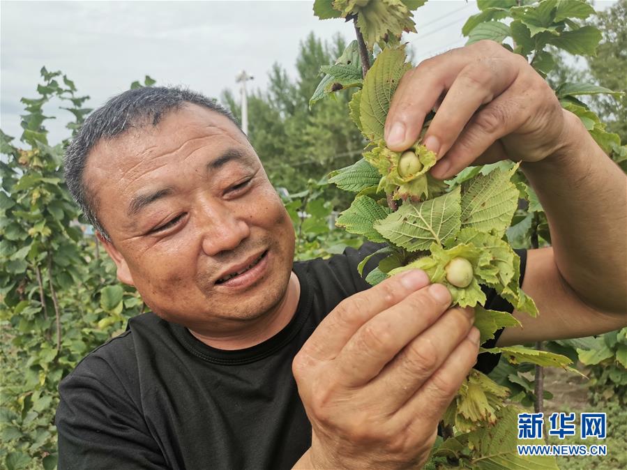 (決戰(zhàn)決勝脫貧攻堅·圖文互動)(1)榛子樹結(jié)出“扶貧果”