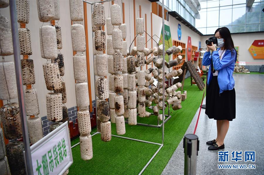 （走向我們的小康生活·圖文互動）（6）綠了青山，紅了日子——秦巴山區群眾繪出小康“調色板”