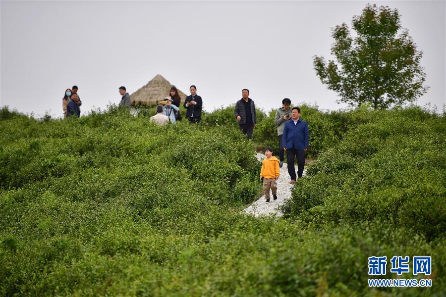 （走向我們的小康生活·圖文互動）（7）綠了青山，紅了日子——秦巴山區群眾繪出小康“調色板”