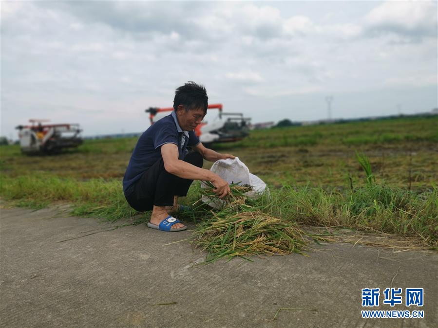 (新華視點·聚焦餐桌外的浪費·圖文互動)(1)顆粒歸倉為何難實現?我國糧食收割環節損失驚人