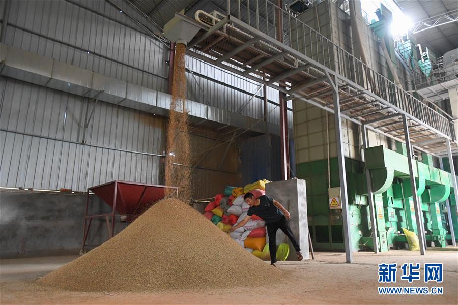 (新華視點(diǎn)·聚焦餐桌外的浪費(fèi)·圖文互動(dòng))(1)農(nóng)戶儲(chǔ)糧損失達(dá)8%!設(shè)施普遍簡(jiǎn)陋,蟲害霉變堪憂