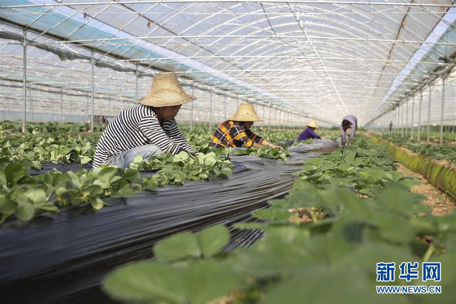 （新華全媒頭條·決戰決勝脫貧攻堅·督戰未摘帽貧困縣·圖文互動）（12）不獲全勝，決不收兵——全國52個掛牌督戰貧困縣脫貧攻堅紀實