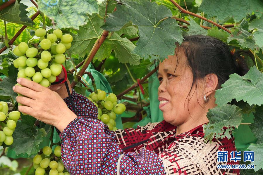 (決戰(zhàn)決勝脫貧攻堅·圖文互動)(2)同飲一江水 攜手“斬窮根”——深圳對口廣西河池、百色扶貧協作見聞