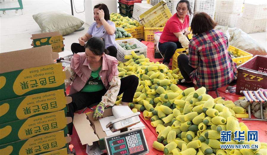 (決戰(zhàn)決勝脫貧攻堅·圖文互動)(3)同飲一江水 攜手“斬窮根”——深圳對口廣西河池、百色扶貧協作見聞