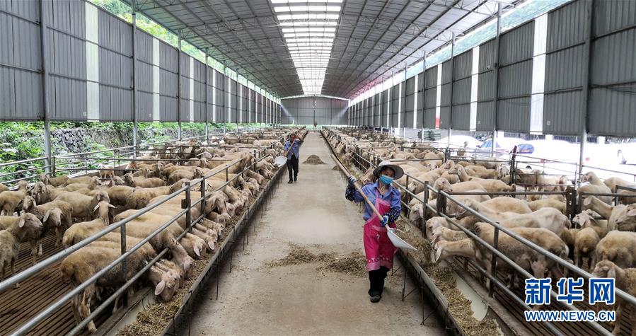 (決戰(zhàn)決勝脫貧攻堅·圖文互動)(5)同飲一江水 攜手“斬窮根”——深圳對口廣西河池、百色扶貧協作見聞