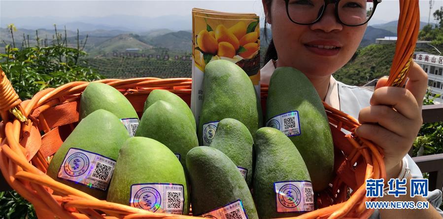 (決戰(zhàn)決勝脫貧攻堅·圖文互動)(7)同飲一江水 攜手“斬窮根”——深圳對口廣西河池、百色扶貧協作見聞