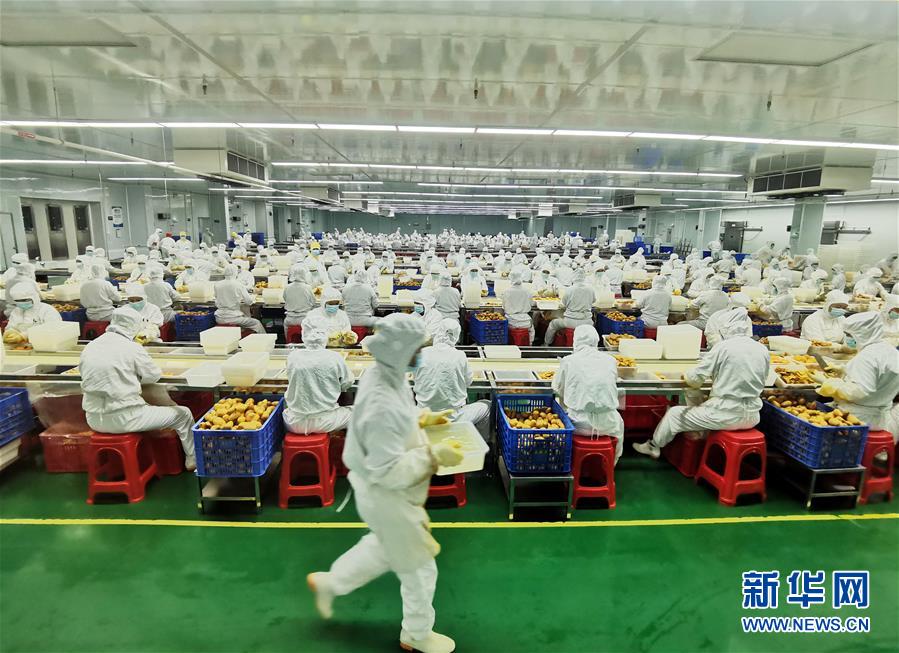 (決戰(zhàn)決勝脫貧攻堅·圖文互動)(8)同飲一江水 攜手“斬窮根”——深圳對口廣西河池、百色扶貧協作見聞