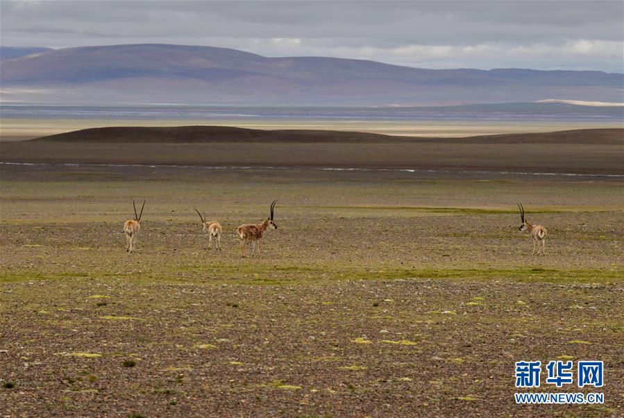 (新華全媒頭條·走向我們的小康生活·決戰決勝脫貧攻堅·圖文互動)(4)兩次遷徙“搬窮”記——海拔最高縣雙湖的“戰貧故事”