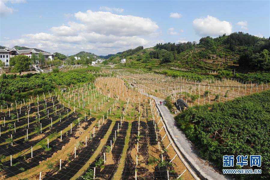 (集中連片特困地區貧困村調研行·圖文互動)(1)百果園里幸福長——湖南鳳凰縣菖蒲塘村脫貧調查