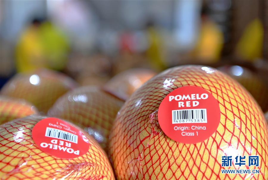 (圖文互動)(3)“中國柚都”的脫貧“蜜”碼