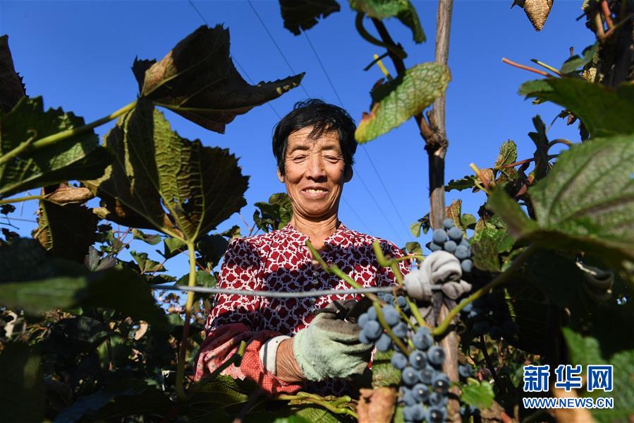 (集中連片特困地區貧困村調研行·圖文互動)(4)又整新鞍馬蹄輕——內蒙古喀喇沁旗馬鞍山村脫貧調查