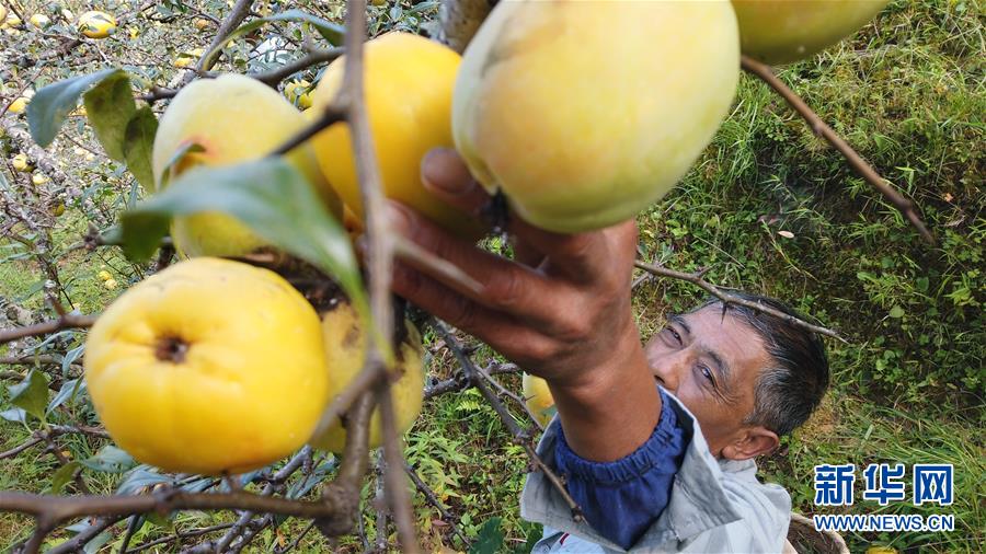 (熱點(diǎn)鮮報(bào)·圖文互動(dòng))(2)善洲精神永相傳:留下一片綠洲 造福家鄉(xiāng)百姓