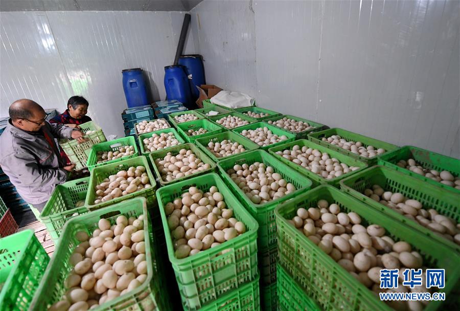 (決戰決勝脫貧攻堅·圖文互動)(7)17代人追逐的夢想實現了——記冀南平原劉秋口村變遷