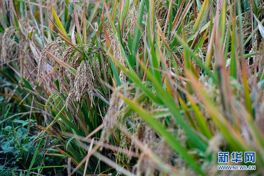 (圖文互動)(5)袁隆平團隊雜交水稻雙季畝產突破1500公斤