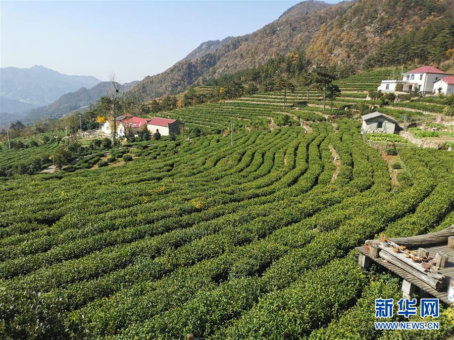 (決戰(zhàn)決勝脫貧攻堅(jiān)·圖文互動(dòng))(1)咬定“茶”山不放松——安徽大別山區(qū)石佛村依靠茶產(chǎn)業(yè)脫貧致富見(jiàn)聞