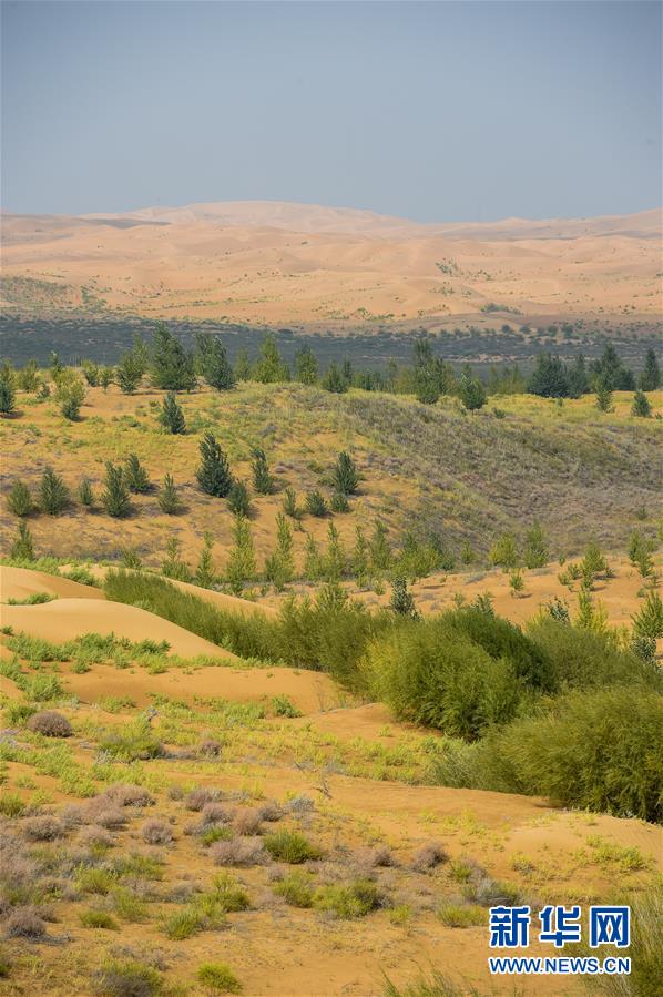 (在習近平新時代中國特色社會主義思想指引下——新時代新作為新篇章·習近平總書記關切事·圖文互動)(6)綠意,在黃沙中鋪展——我國防沙治沙紀實