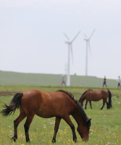 盛夏時節 內蒙古輝騰錫勒草原處處皆美景