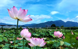 仙居:三百畝荷花競相開放
