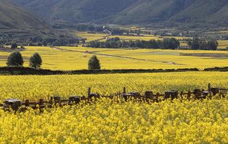 四川道孚:油菜花海美如畫