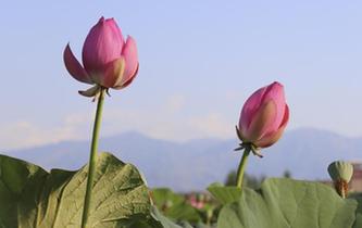 山西渾源:恒山腳下荷爭艷