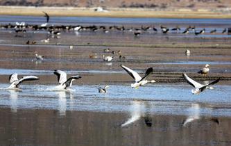 云南迪慶:冬季觀鳥引客來
