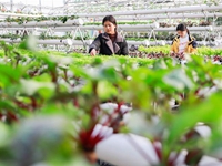 江蘇盱眙:“創意農業”美鄉村